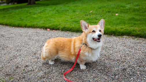 A tan and white corgi stands on a gravel path attached to a red lead, with a green lawn and trees in the background. The dog is facing slightly to the right with its ears upright, while the lead rests across the gravel in front.